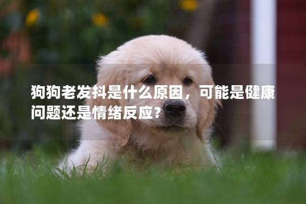 狗狗老发抖是什么原因，可能是健康问题还是情绪反应？