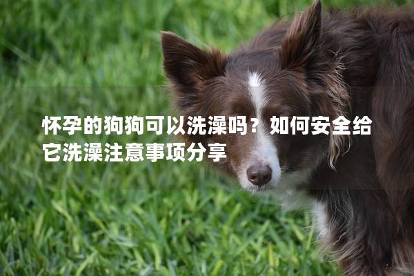 怀孕的狗狗可以洗澡吗？如何安全给它洗澡注意事项分享