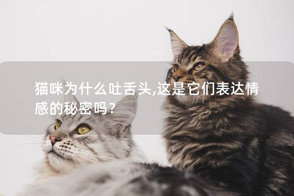 猫咪为什么吐舌头,这是它们表达情感的秘密吗？