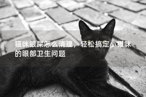 猫咪眼屎怎么清理，轻松搞定小猫咪的眼部卫生问题