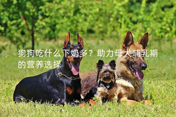 狗狗吃什么下奶多？助力母犬哺乳期的营养选择