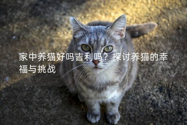 家中养猫好吗吉利吗？探讨养猫的幸福与挑战