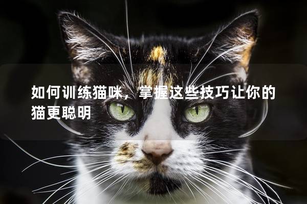 如何训练猫咪，掌握这些技巧让你的猫更聪明