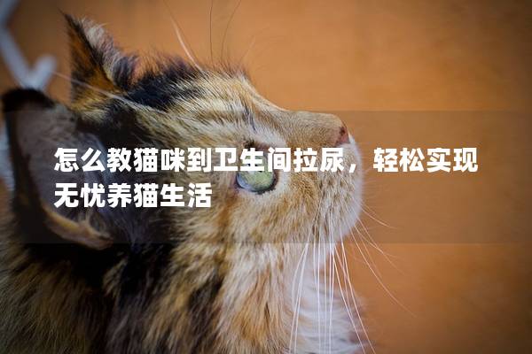 怎么教猫咪到卫生间拉尿，轻松实现无忧养猫生活