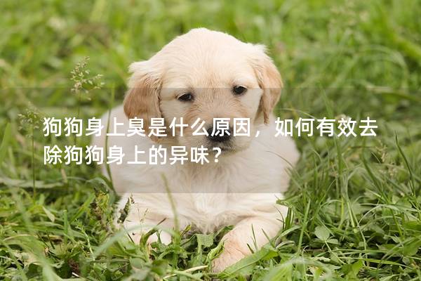 狗狗身上臭是什么原因，如何有效去除狗狗身上的异味？