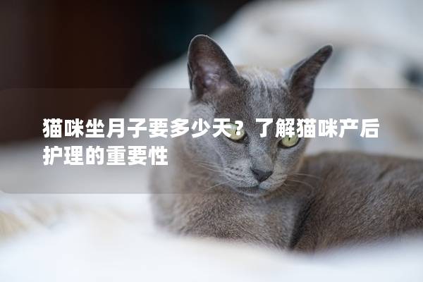 猫咪坐月子要多少天？了解猫咪产后护理的重要性