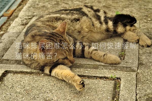 猫咪排尿困难怎么办，如何快速缓解猫咪的痛苦？