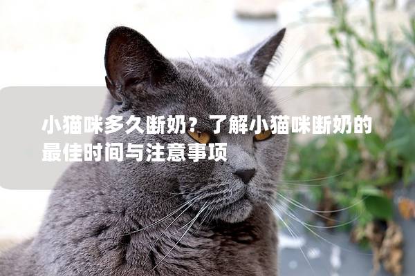 小猫咪多久断奶？了解小猫咪断奶的最佳时间与注意事项