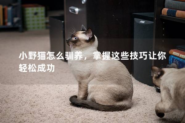 小野猫怎么驯养，掌握这些技巧让你轻松成功