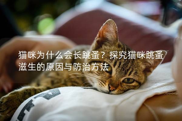 猫咪为什么会长跳蚤？探究猫咪跳蚤滋生的原因与防治方法