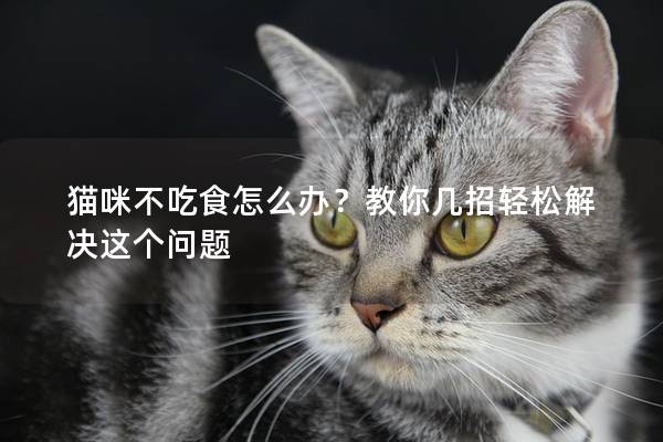 猫咪不吃食怎么办？教你几招轻松解决这个问题