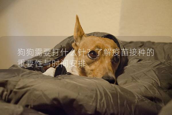 狗狗需要打什么针？了解疫苗接种的重要性与时间安排