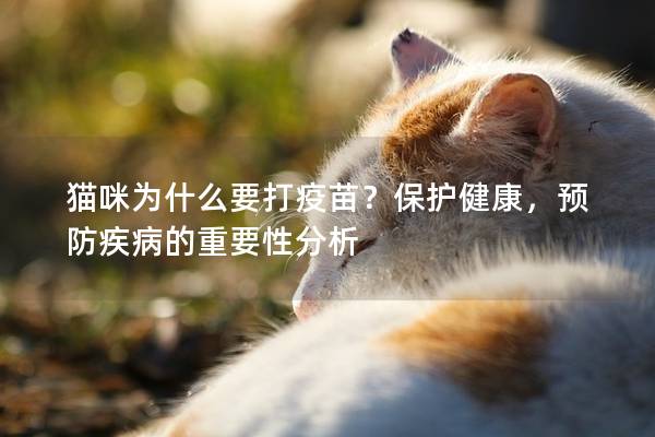 猫咪为什么要打疫苗？保护健康，预防疾病的重要性分析