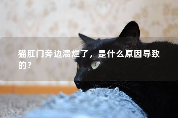 猫肛门旁边溃烂了，是什么原因导致的？