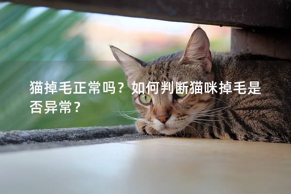 猫掉毛正常吗？如何判断猫咪掉毛是否异常？