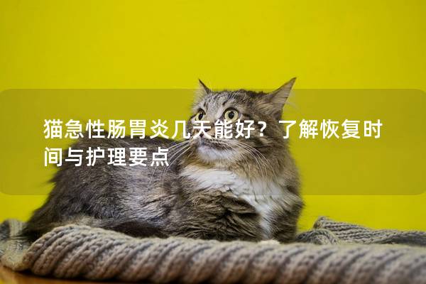 猫急性肠胃炎几天能好？了解恢复时间与护理要点