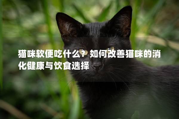 猫咪软便吃什么？如何改善猫咪的消化健康与饮食选择