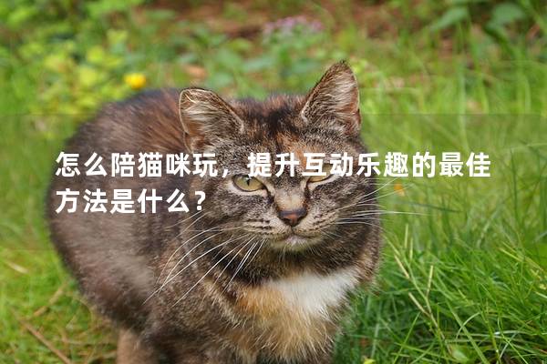 怎么陪猫咪玩，提升互动乐趣的最佳方法是什么？