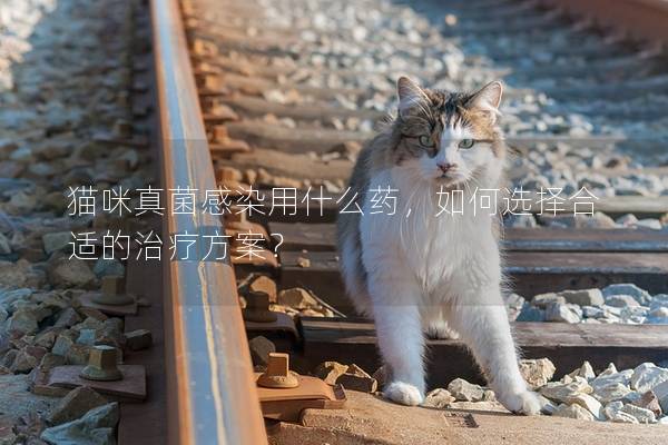 猫咪真菌感染用什么药，如何选择合适的治疗方案？