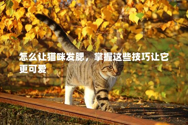 怎么让猫咪发腮，掌握这些技巧让它更可爱