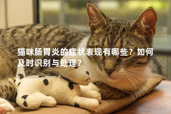 猫咪肠胃炎的症状表现有哪些？如何及时识别与处理？