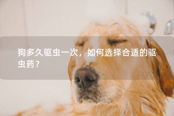 狗多久驱虫一次，如何选择合适的驱虫药？