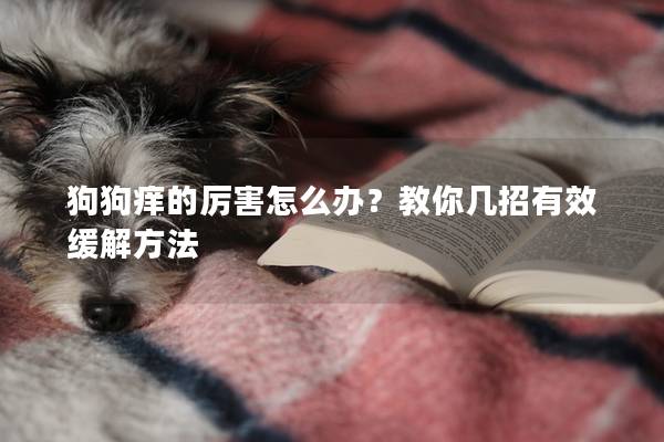 狗狗痒的厉害怎么办？教你几招有效缓解方法