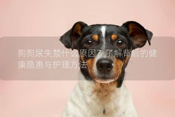 狗狗尿失禁什么原因？了解背后的健康隐患与护理方法