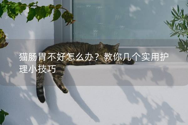 猫肠胃不好怎么办？教你几个实用护理小技巧