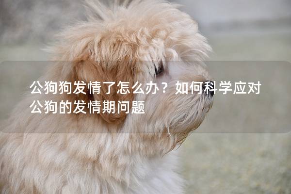 公狗狗发情了怎么办？如何科学应对公狗的发情期问题