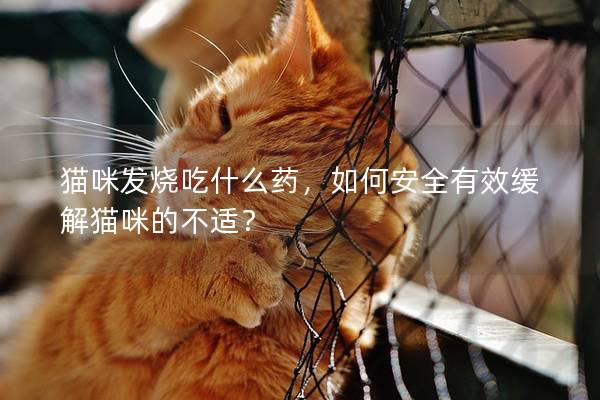 猫咪发烧吃什么药，如何安全有效缓解猫咪的不适？