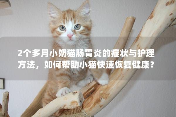 2个多月小奶猫肠胃炎的症状与护理方法，如何帮助小猫快速恢复健康？