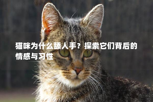 猫咪为什么舔人手？探索它们背后的情感与习性