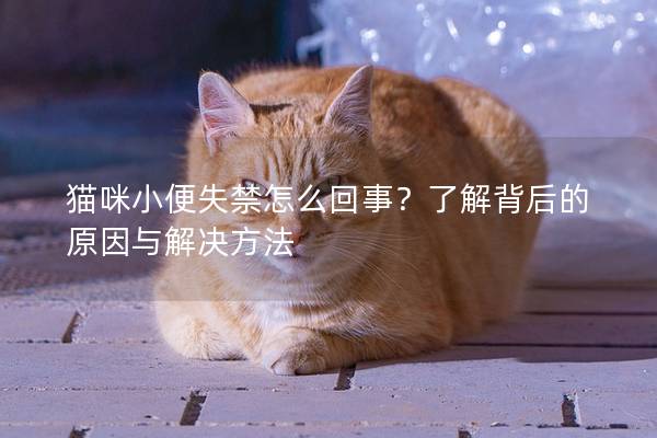 猫咪小便失禁怎么回事？了解背后的原因与解决方法