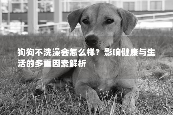 狗狗不洗澡会怎么样？影响健康与生活的多重因素解析