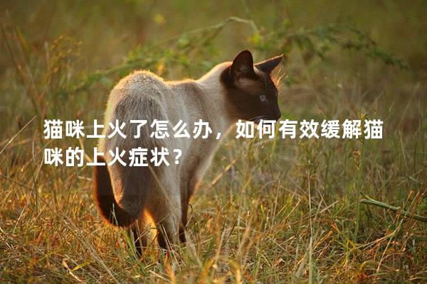 猫咪上火了怎么办，如何有效缓解猫咪的上火症状？