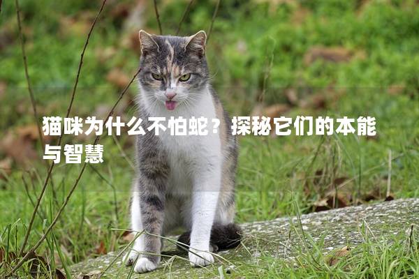 猫咪为什么不怕蛇？探秘它们的本能与智慧