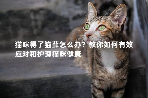 猫咪得了猫藓怎么办？教你如何有效应对和护理猫咪健康