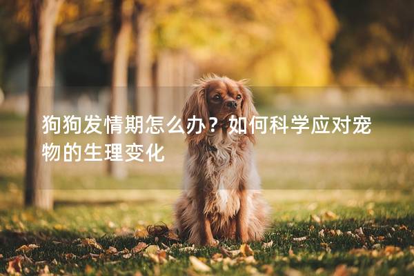 狗狗发情期怎么办？如何科学应对宠物的生理变化