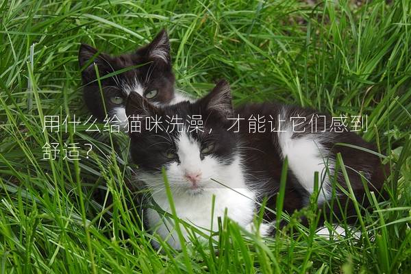 用什么给猫咪洗澡，才能让它们感到舒适？