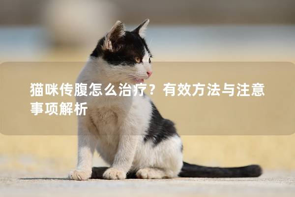 猫咪传腹怎么治疗？有效方法与注意事项解析