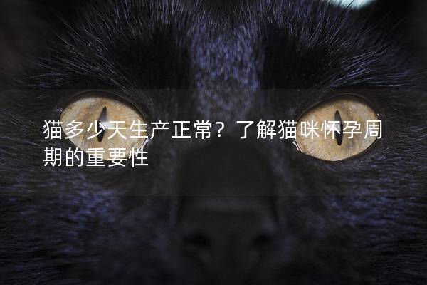 猫多少天生产正常？了解猫咪怀孕周期的重要性