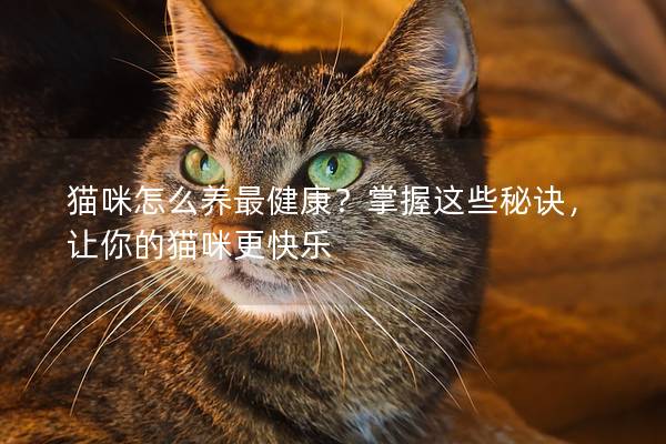 猫咪怎么养最健康？掌握这些秘诀，让你的猫咪更快乐