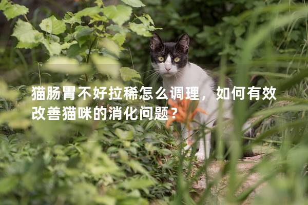 猫肠胃不好拉稀怎么调理，如何有效改善猫咪的消化问题？