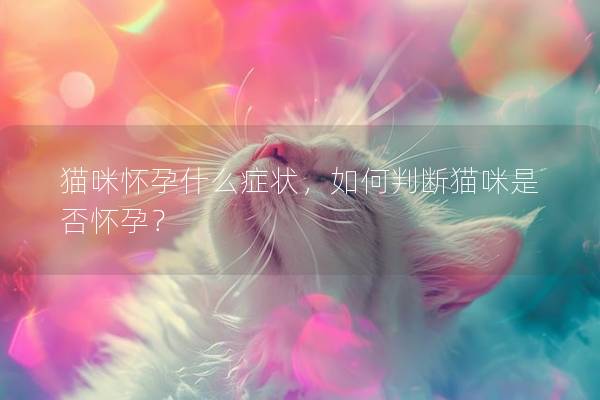 猫咪怀孕什么症状，如何判断猫咪是否怀孕？