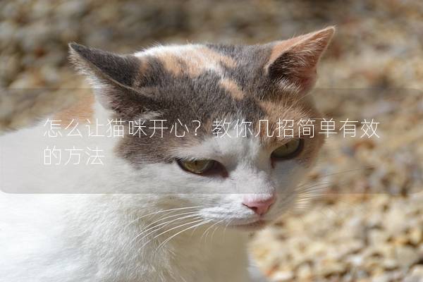 怎么让猫咪开心？教你几招简单有效的方法