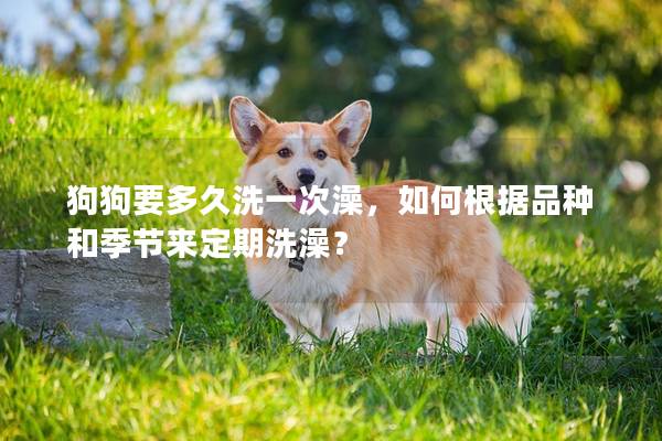 狗狗要多久洗一次澡，如何根据品种和季节来定期洗澡？