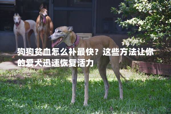 狗狗贫血怎么补最快？这些方法让你的爱犬迅速恢复活力