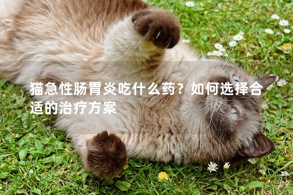 猫急性肠胃炎吃什么药？如何选择合适的治疗方案