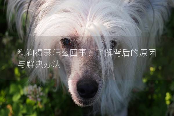 狗狗得瑟怎么回事？了解背后的原因与解决办法